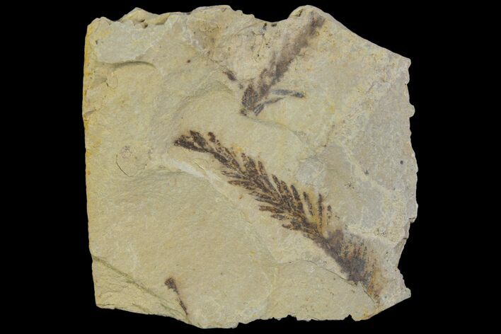 Metasequoia (Dawn Redwood) Fossils - Montana #85778